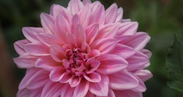 大丽花是一年生还是多年生？如何区分和养护？