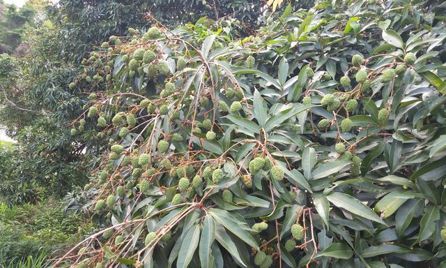 荔枝是长在树上还是地上？荔枝树的外观特征是什么？