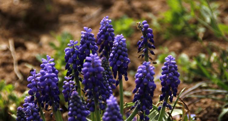 风信子（自由）