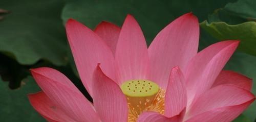 荷花的特征和象征意义（荷花）