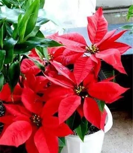 春节花卉的寓意与文化传承（盛开的花朵）