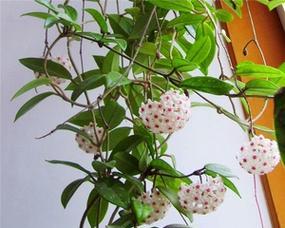 球兰多久开花一次？如何促进球兰快速开花？