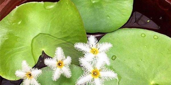 一叶莲冬季如何越冬？养殖方法有哪些？