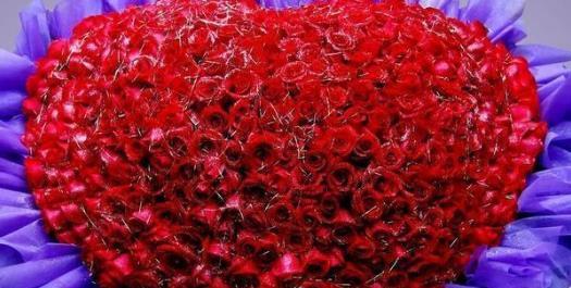 荷花生长的奇妙过程（探秘荷花生长的五个阶段）