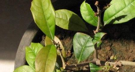 桂花扦插的最佳时机是什么时候？如何提高成活率？