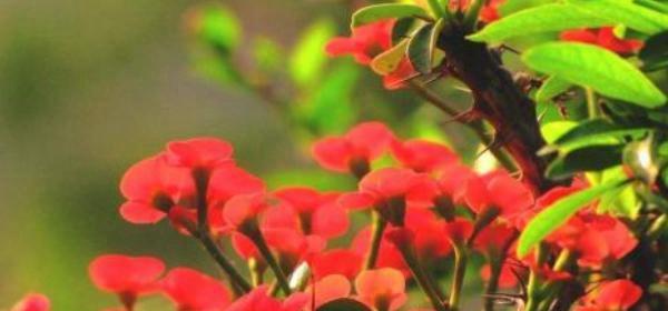 虎刺梅（探寻虎刺梅的花语之美）