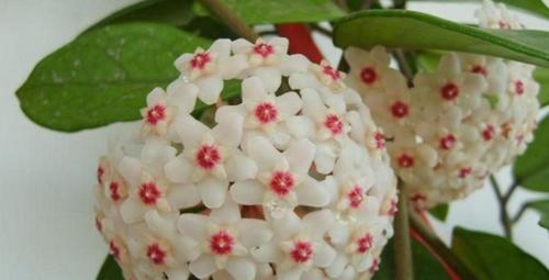 球兰的最佳种植时间是什么时候？种植球兰需要注意哪些问题？