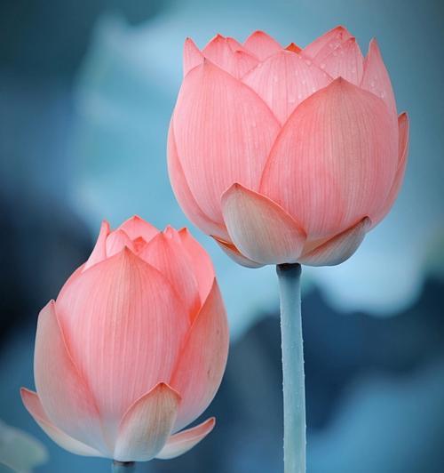 荷花的花语与寓意（探索荷花的美丽与深意）