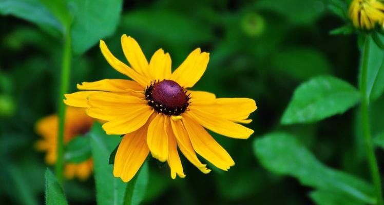 黑心菊的花语与寓意（揭示黑心菊的意义与象征）