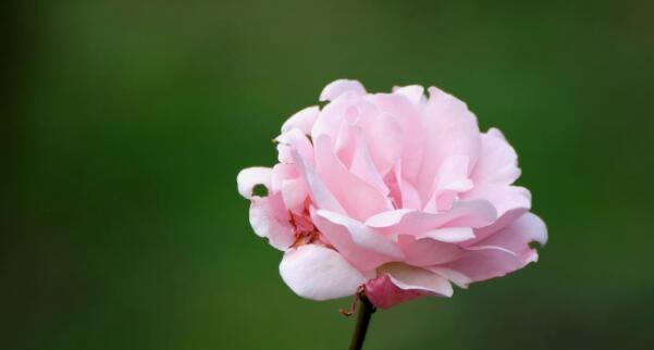 白色月季花的花语和象征意义（月季花语之神秘与纯洁）