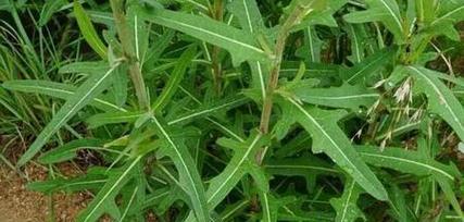 苦菊和蒲公英是同一种植物吗？它们有什么区别？