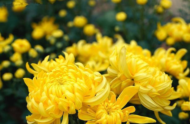 蒸蒸日上的植物（探索生命的奇迹）