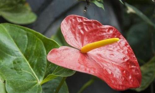 纯洁之爱（探寻纯洁爱情的花朵与树木）