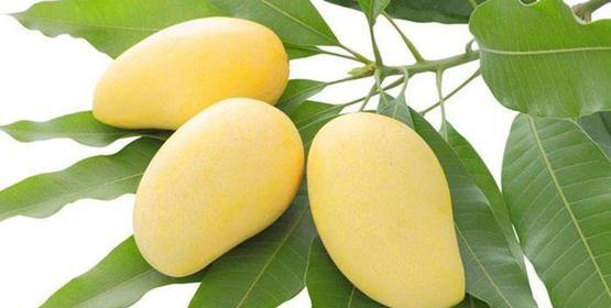 芒果的象征与祝福（芒果寓意丰富多彩）