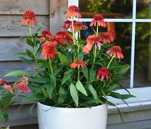 东北养什么花好？适合寒冷地区的花卉推荐？