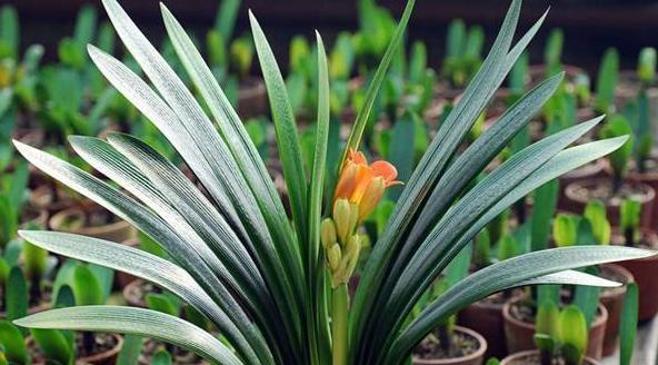 君子兰用什么土养好？如何选择合适的土壤？