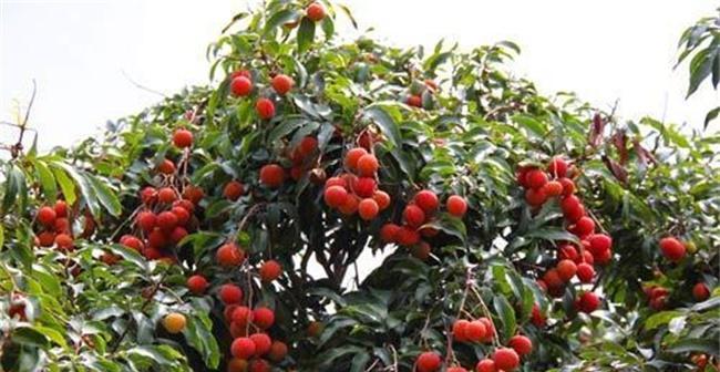 荔枝种植需要哪些条件？哪些区域气候环境最适合？