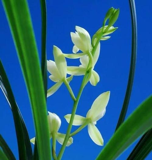 深蓝色兰花的花语与寓意（兰花吉祥美好）
