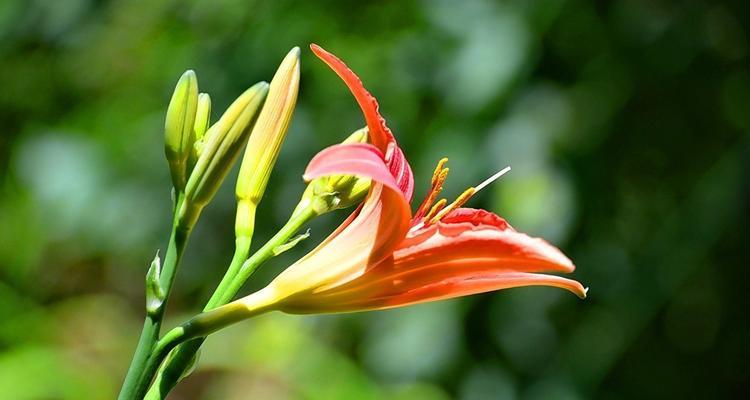 以萱草花的寓意与象征意义（唤起思乡情怀的花朵之萱草）