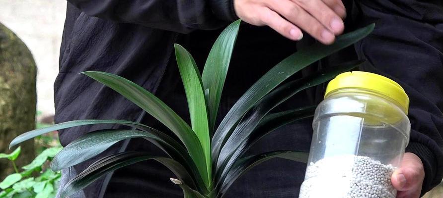 君子兰可以浇淘米水吗？淘米水对君子兰生长的影响是什么？