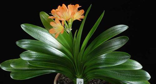 君子兰开花风水寓意（君子兰花朵绽放的吉祥寓意及其风水学解析）