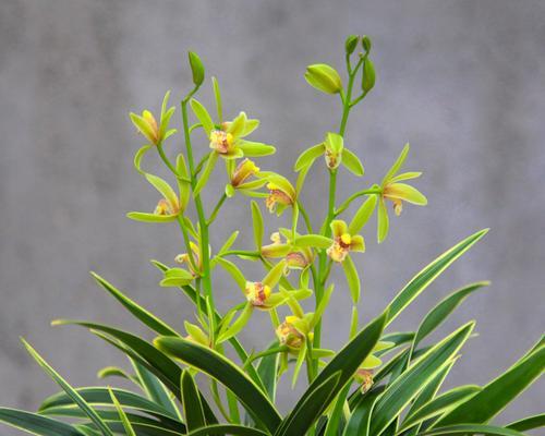 兰花是草本植物吗？兰花的分类和特性是什么？