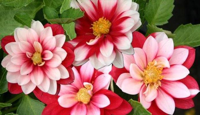 大丽花养殖需要注意什么？如何正确养殖大丽花？