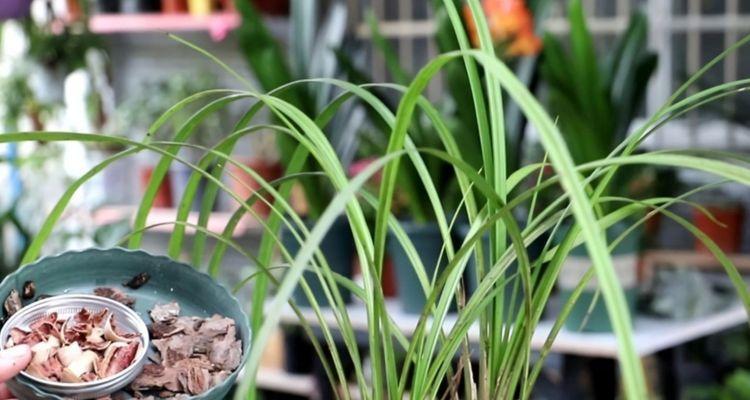 兰花是保护植物吗？兰花的保护级别和相关法规是什么？