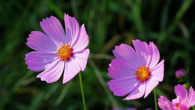 格桑花（以格桑花为主题的花语及其寓意）