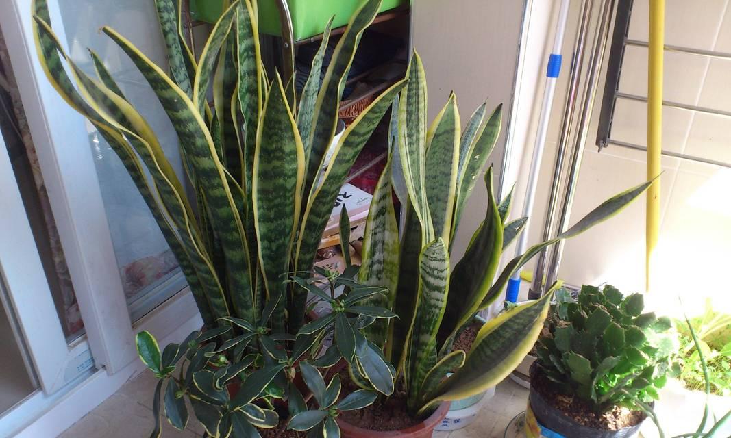 虎皮兰会开花吗？开花的颜色与样子是什么样的？