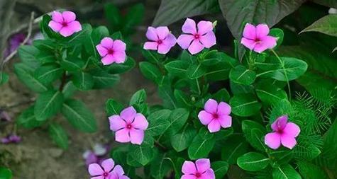 长春花播种的最佳时间是什么时候？如何确保高成功率？