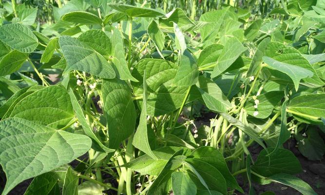 饭豆播种的最佳时机是什么时候？如何确保高产？