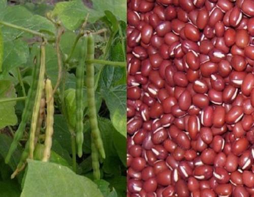 饭豆播种的最佳时机是什么时候？如何确保高产？