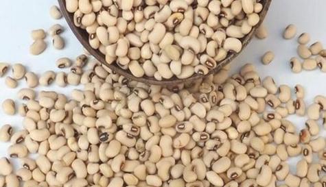 饭豆播种的最佳时机是什么时候？如何确保高产？