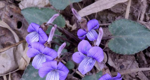 美人唇属于哪个科的植物？美人唇的植物特性是什么？