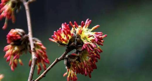 美人唇属于哪个科的植物？美人唇的植物特性是什么？