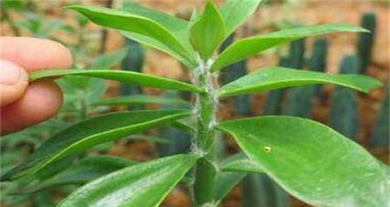 美人唇属于哪个科的植物？美人唇的植物特性是什么？