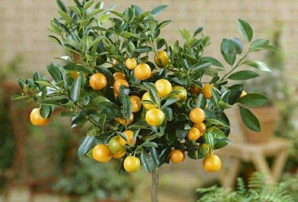 金桔生长需要哪些环境条件？金桔有哪些生长特点？