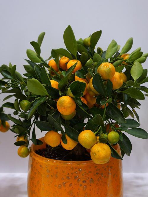 金桔生长需要哪些环境条件？金桔有哪些生长特点？