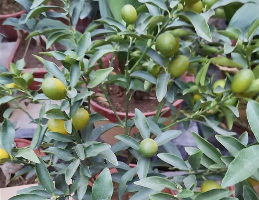 金桔生长需要哪些环境条件？金桔有哪些生长特点？