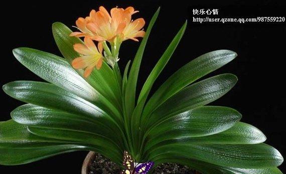 君子兰适合室内还是室外？养护环境选择指南