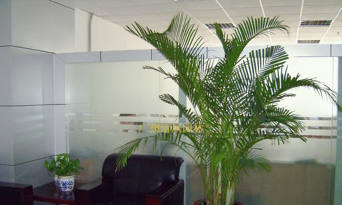 凤尾竹淋雨会有什么影响？如何正确养护凤尾竹？