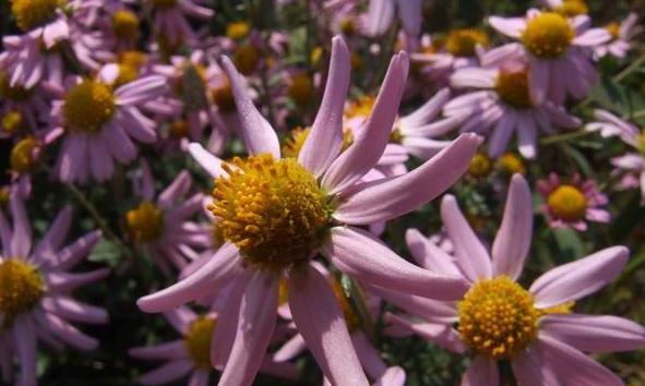 菊花属于草本植物还是木本植物？如何区分？