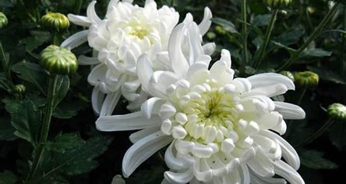 菊花所代表的生肖及其意义（揭秘菊花在十二生肖中的象征意义）