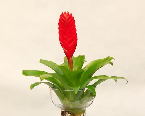 凤梨花水养方法是什么？如何正确进行水养？