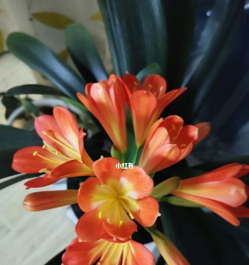 君子兰的花名代表什么（揭秘君子兰花名的含义）