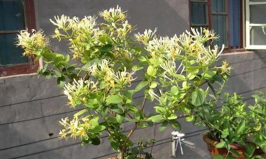 金银花浇水时间是什么时候？如何正确进行浇水？