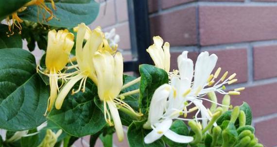 金银花浇水时间是什么时候？如何正确进行浇水？