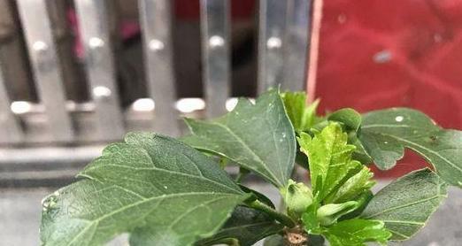 木槿花叶子不生长是什么原因？如何解决？