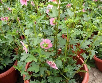 木槿花叶子不生长是什么原因？如何解决？